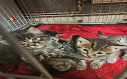 Mixed Breed cats for sale: Four beautiful kittens Ready to go - Image 2