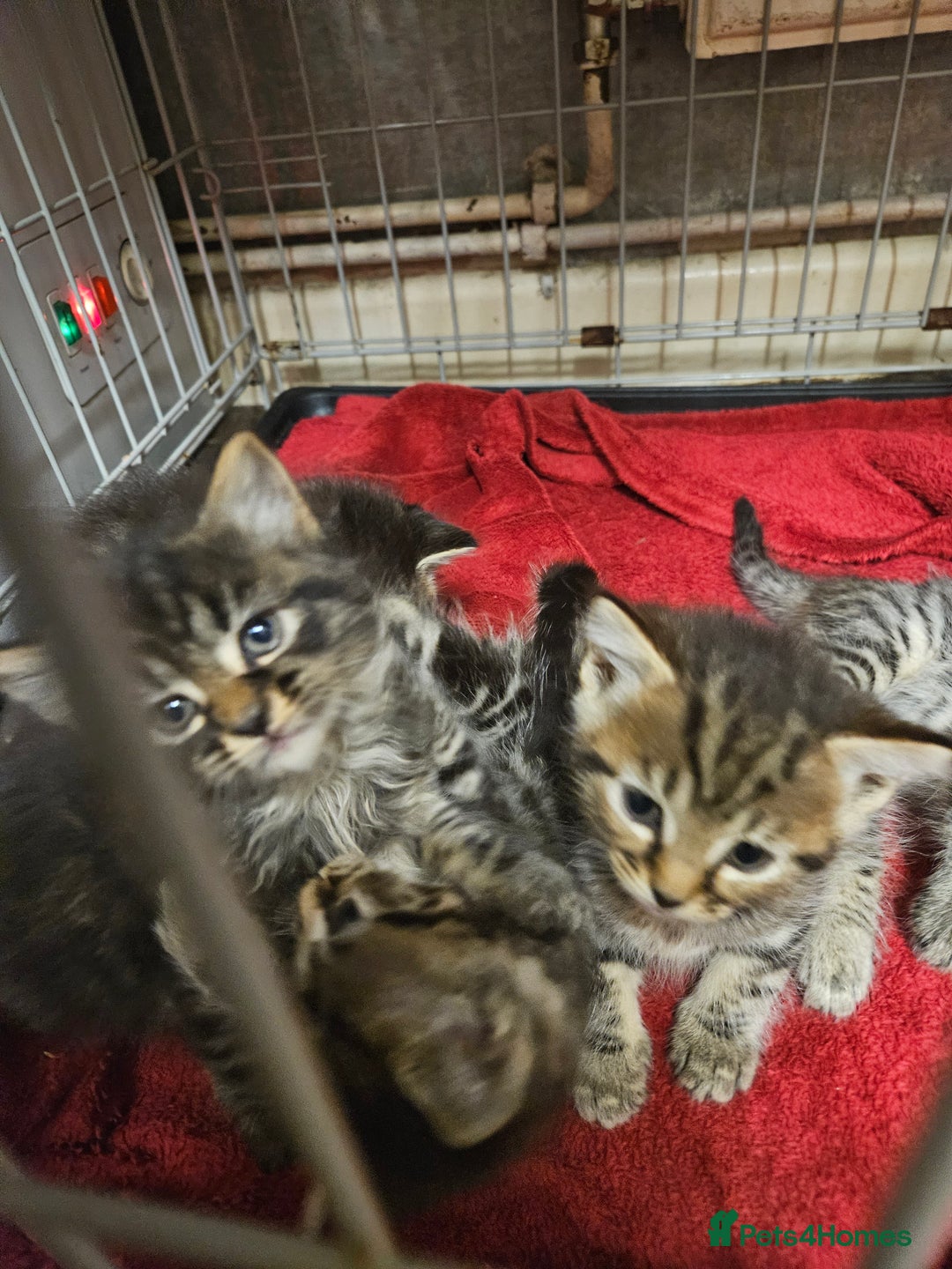 Mixed Breed cats for sale: Four beautiful kittens Ready to go - Image 2