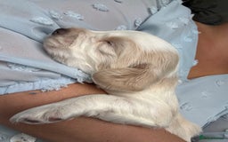 Mixed Breed dogs for sale: Cocker spaniel x chihuahua dalmation  - Image 9
