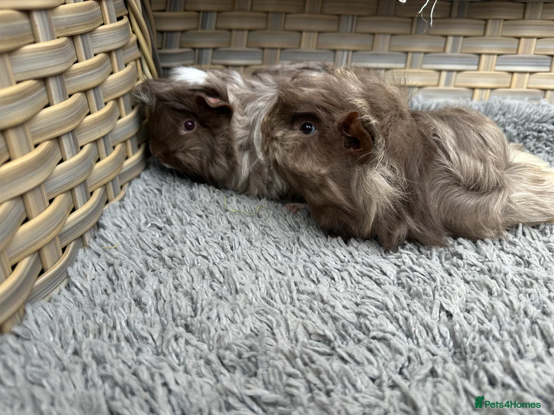 Guinea Pig rodents for sale: 2 long haired baby Peruvian boy guinea pigs. - Advert 7