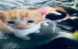 Mixed Breed cats for sale: Fluffy ginger & short fur calico 🐱🤩 - Image 26