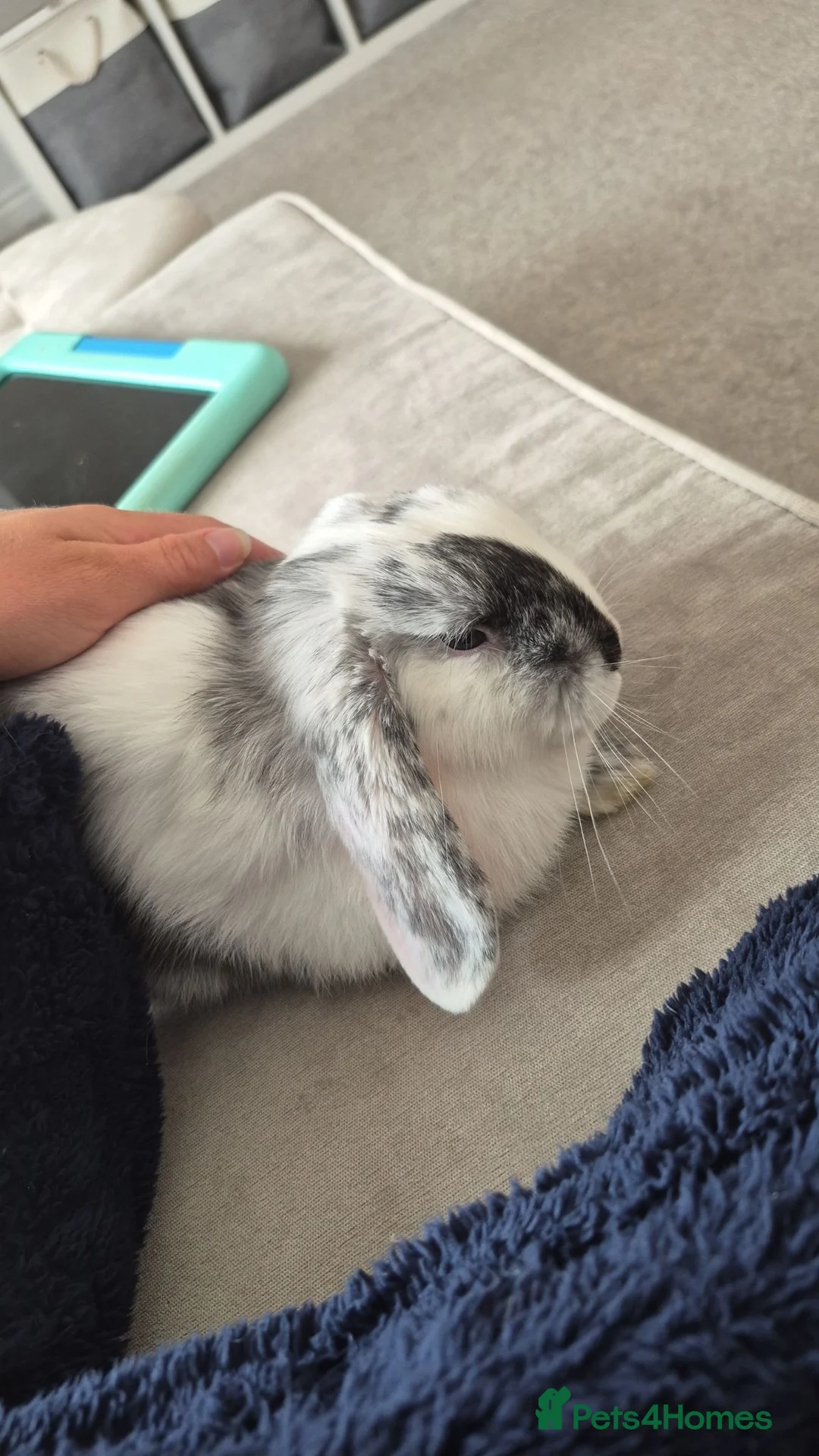 Mini Lop rabbits for sale: Britney Henderson  in Wellingborough - Advert 2