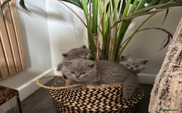 British Shorthair cats for sale: BEAUTIFUL BRITISH SHORT AND LONG HAIR KITTENS - Image 4
