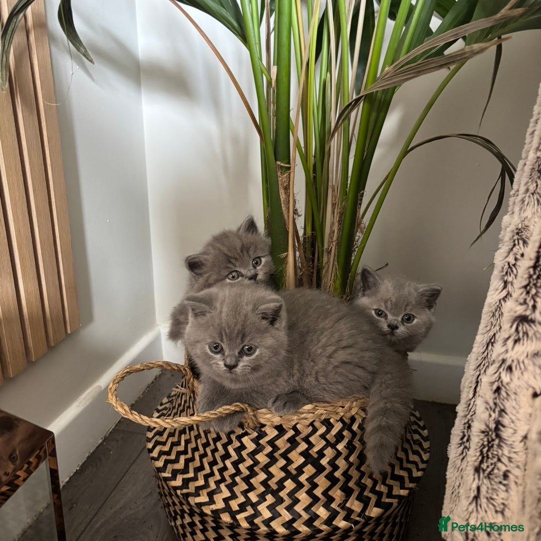 British Shorthair cats for sale: BEAUTIFUL BRITISH SHORT AND LONG HAIR KITTENS - Image 4