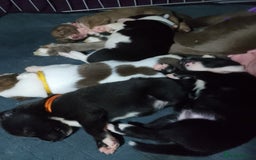 Mixed Breed dogs for sale: American Bulldog x Siberian Husky - Image 2