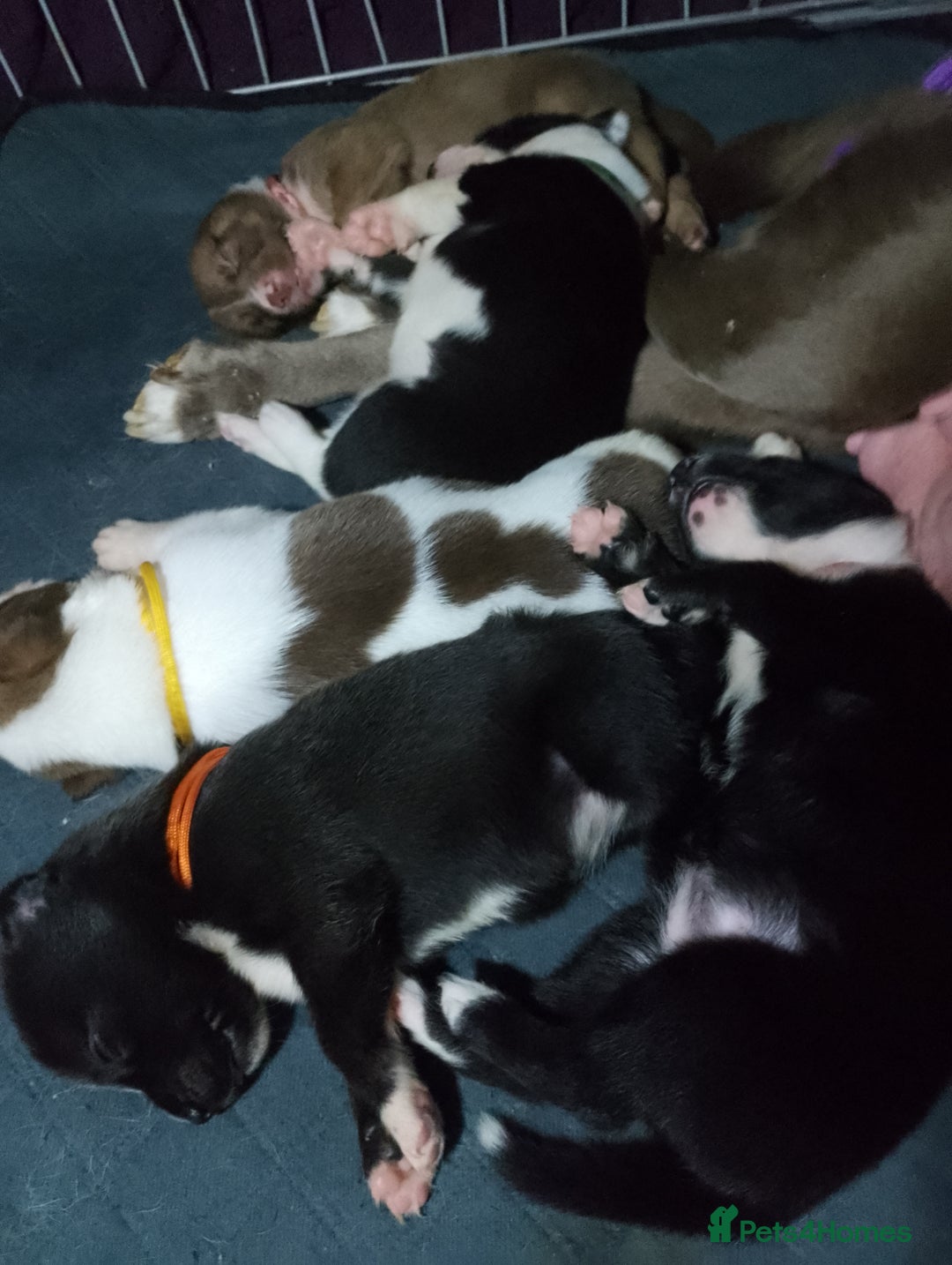 Mixed Breed dogs for sale: American Bulldog x Siberian Husky - Image 2