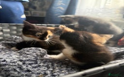 Mixed Breed cats for sale: Kittens  - Image 12