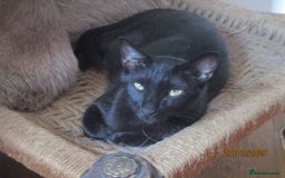 Oriental cats for sale: oriental boy - Image 2