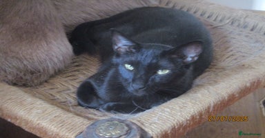 Oriental cats - Advert 3