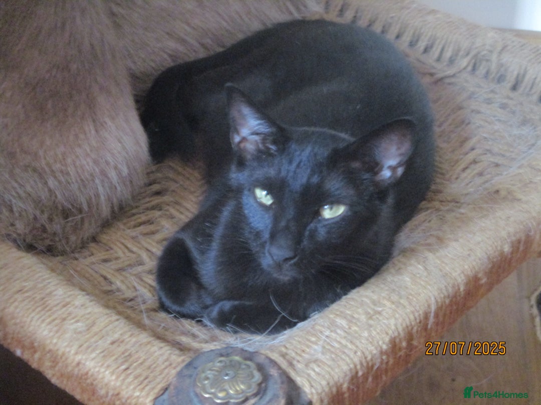 Oriental cats for sale: oriental boy - Image 2
