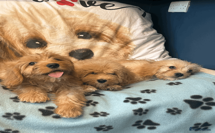 Cavachon dogs - Advert 1
