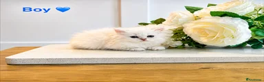 Persian Kitten 2