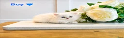 Persian cats for sale: 💕 Doll faced Persian kittens 💕 - Advert 6