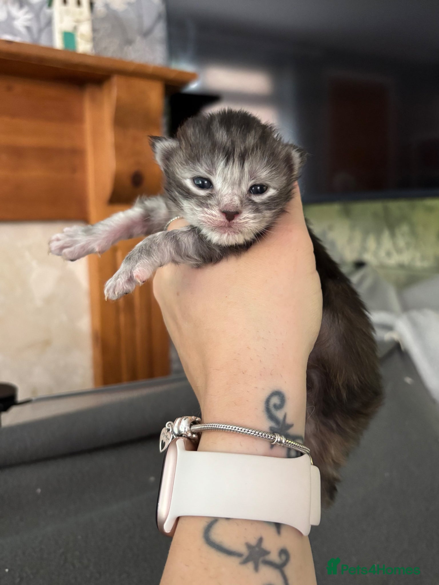 Maine Coon cats for sale: 🩷Beautiful Pedigree TICA Registered Maine Coons🩷 in Derby - Advert 2