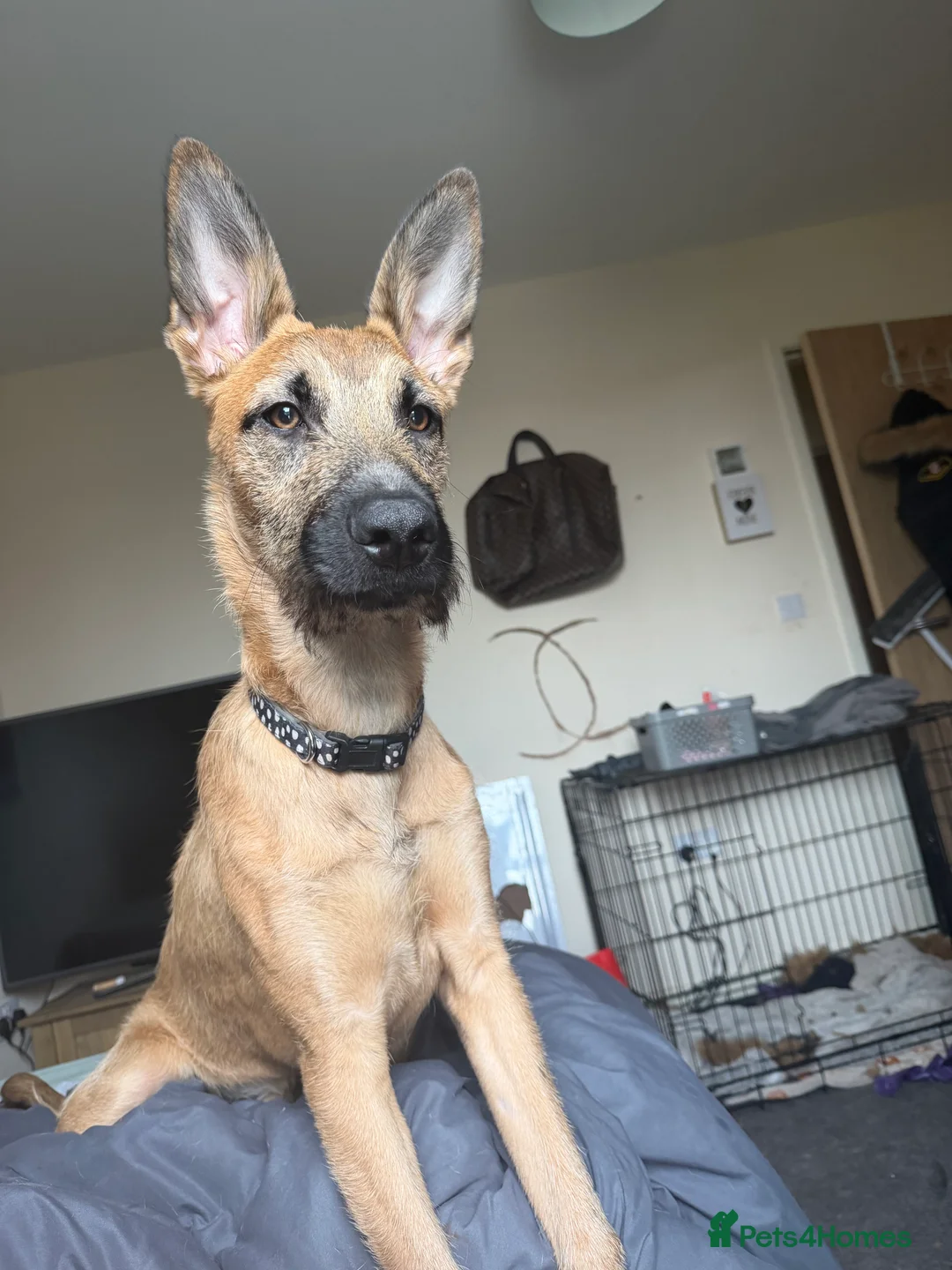 Mixed Breed dogs for sale: GIZMO | PUPPY | GERMAN SHEPARD X LURCHER in Scunthorpe - Advert 2