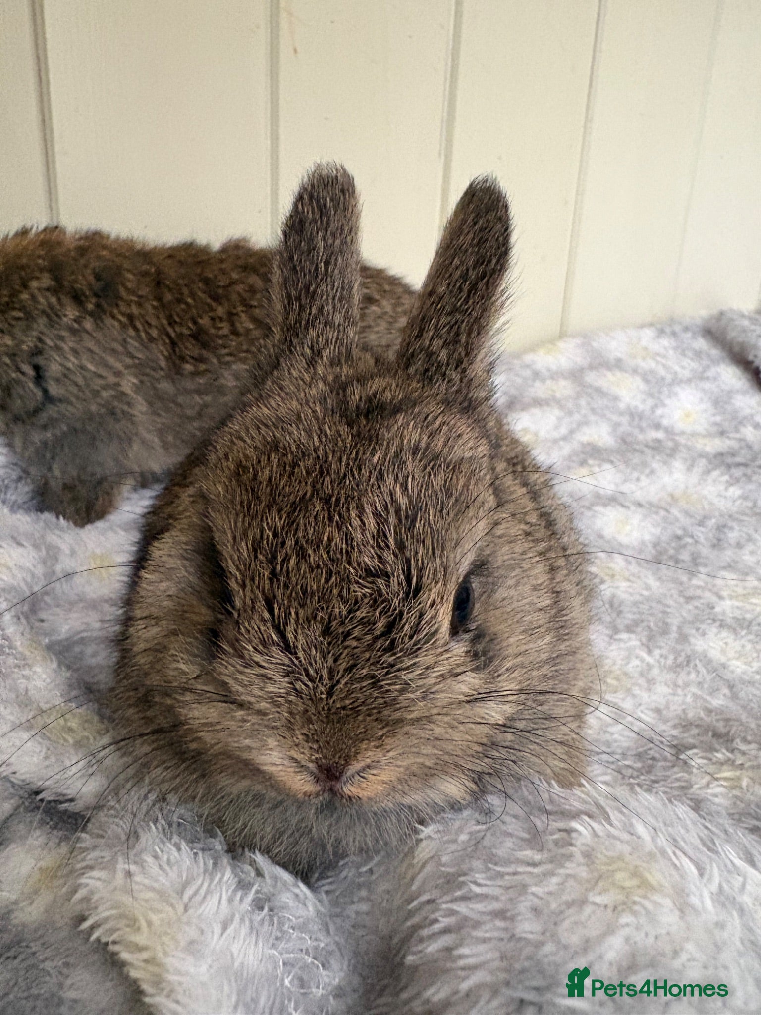 Mini Lop rabbits Mini lops-raised indoors-vaccinated  - Advert 1