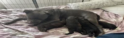 Mixed Breed dogs for sale: Staffordshire Sausage Puppies in Farnborough - Advert 7
