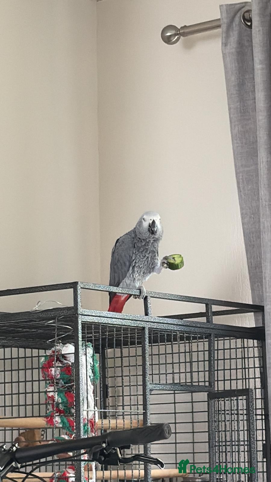 Parrots birds African grey parrot - Advert 1