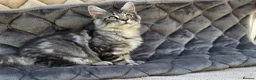 Maine Coon cats for sale: Maine Coon Kittens  - Advert 23