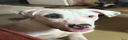 Staffordshire Bull Terrier dogs for sale: Gorgeous missy the second  - Advert 1