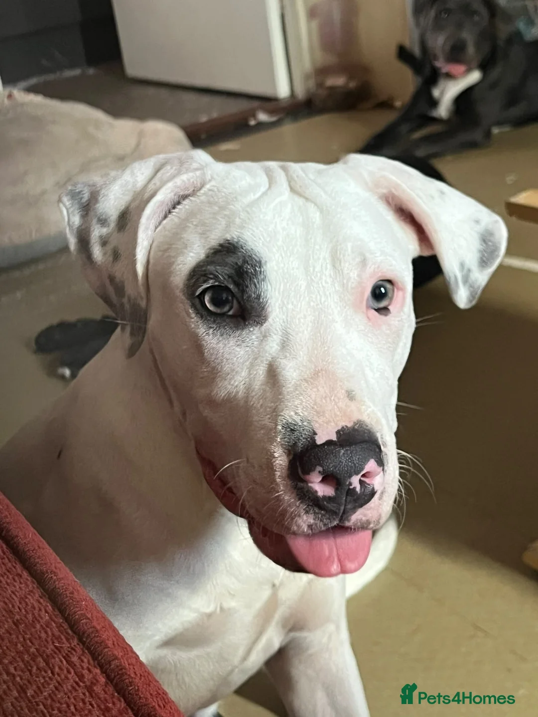 Staffordshire Bull Terrier dogs for sale: Gorgeous missy the second  - Advert 1