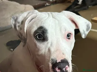 Staffordshire Bull Terrier dogs Gorgeous missy the second - Advert 2