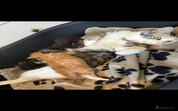 Maine Coon cats for sale: 5 beautiful kittens  - Image 15