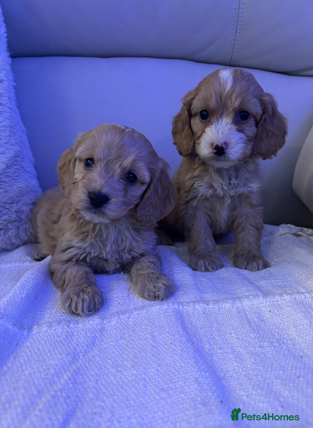 Cockapoo dogs for sale: 🐶🐶 cockerpoo puppies 🐶🐶 - Advert 14