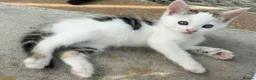 Mixed Breed cats for sale: Three adorable tabby and white kittens for sale  - Advert 5