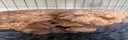 Cockapoo dogs for sale: READY SOON - Gorgeous Cockapoo Puppies in Leominster - Advert 15