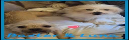 Chorkie dogs for sale: 2 gorgeous Chorkies looking for new homes  - Advert 1