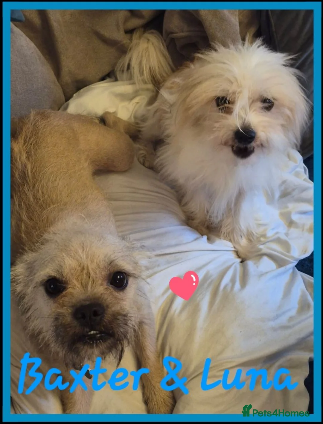 Chorkie dogs for sale: 2 gorgeous Chorkies looking for new homes  - Advert 1