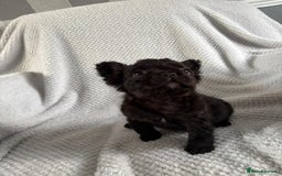 French Bulldog dogs for sale: Fluffy french bulldog puppies - Image 14