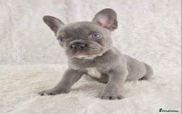French Bulldog dogs for sale: Top Quality Lilac Girl Ready Now - Image 8