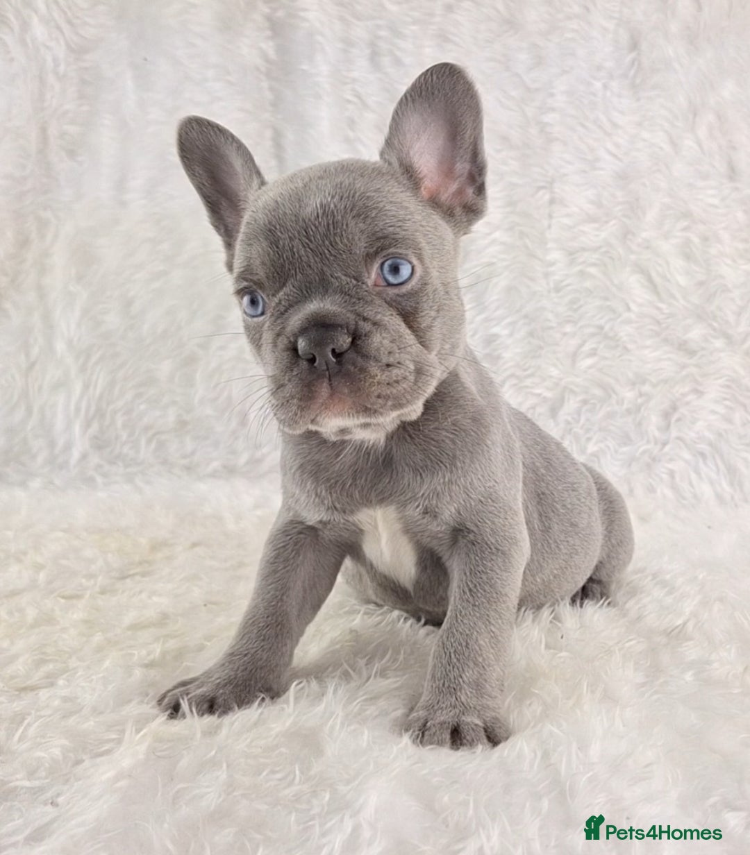 French Bulldog dogs for sale: Top Quality Lilac Girl Ready Now - Image 8