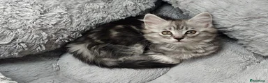 Maine Coon mix Kitten 4