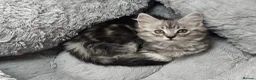 Maine Coon cats for sale: Maine coon x bengal x russian blue mixed litter - Advert 18
