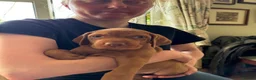 Hungarian Vizsla dogs for sale: Hungarian wired haired vizsla pups ready now - Advert 4