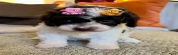 Cavapoo dogs for sale: Curly Toy Cavapoo’s from health tested parents - Advert 23