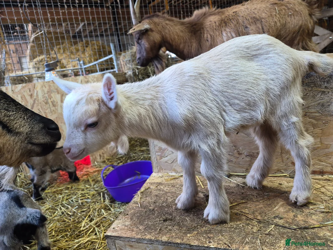 Goats livestock for sale: Stunning pygmy goat kids - Advert 7