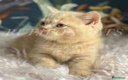 British Shorthair cats for sale: GCCF Registered British Shorthair kittens - Image 8