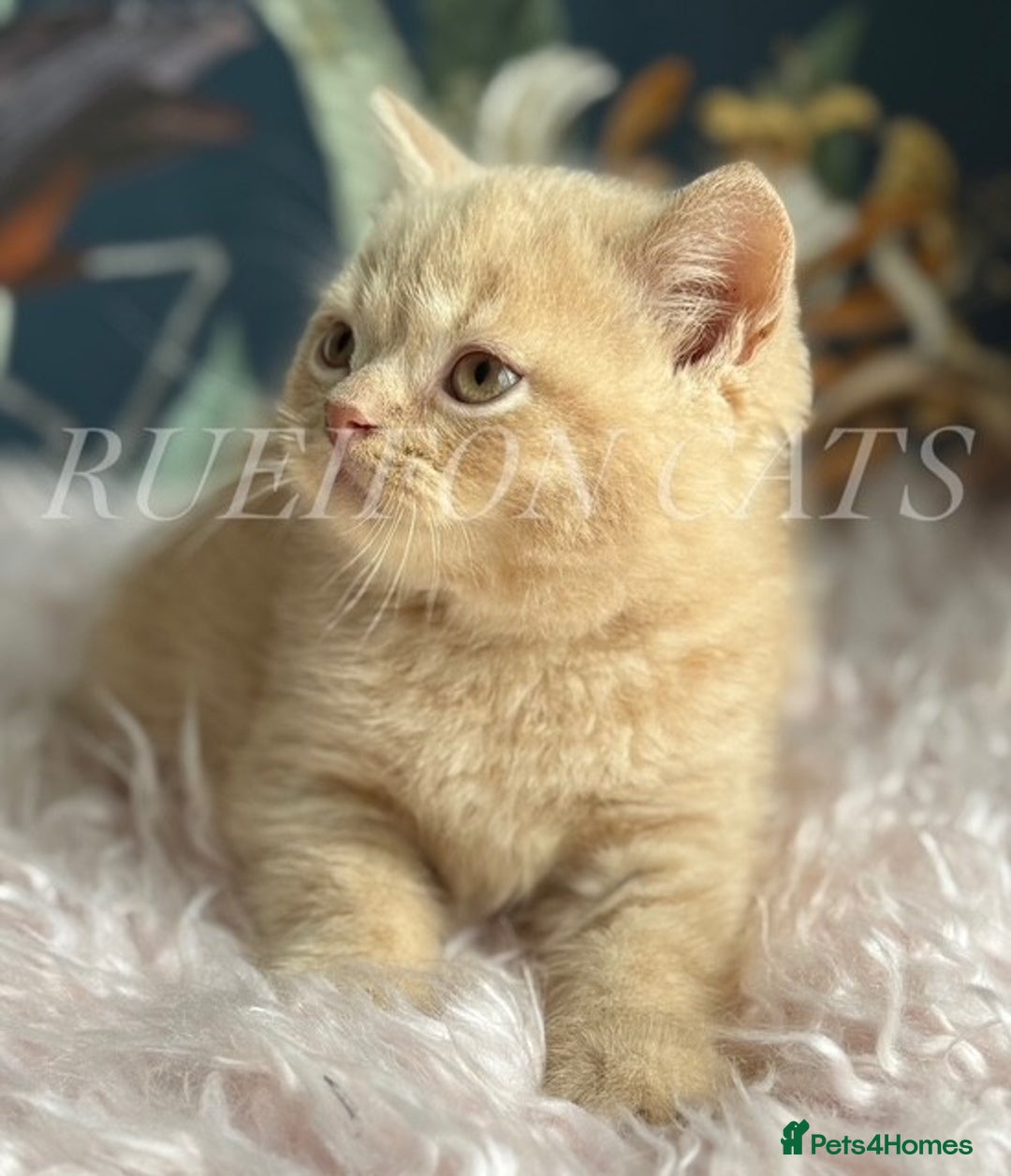 British Shorthair cats for sale: GCCF Registered British Shorthair kittens - Image 8