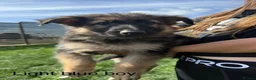 German Shepherd dogs for sale: German Shepherd Puppies For sale - Advert 6