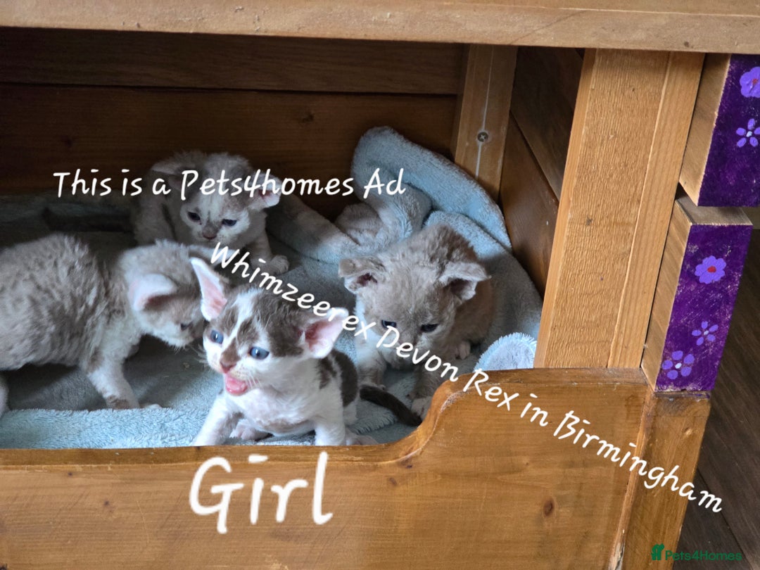 Devon Rex cats for sale: Cutest Devon Rex  - Image 3