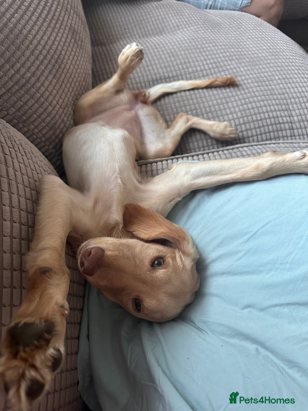 Sprocker dogs for sale: Sprocker spaniel 5 months old  - Image 8