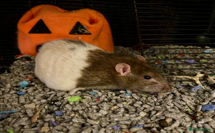 Rat rodents - Advert 2