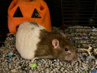 Rat rodents - Advert 8