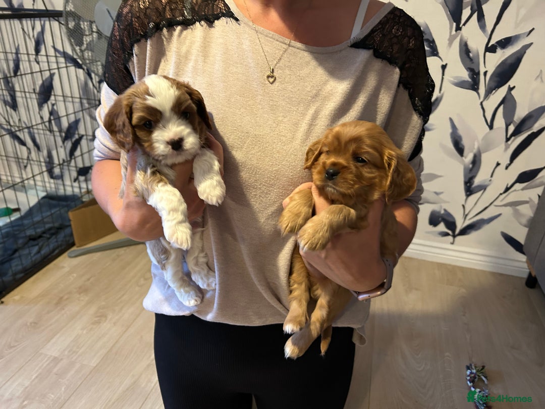 Cavapoo dogs for sale: Stunning Cavapoo puppies  - Image 18