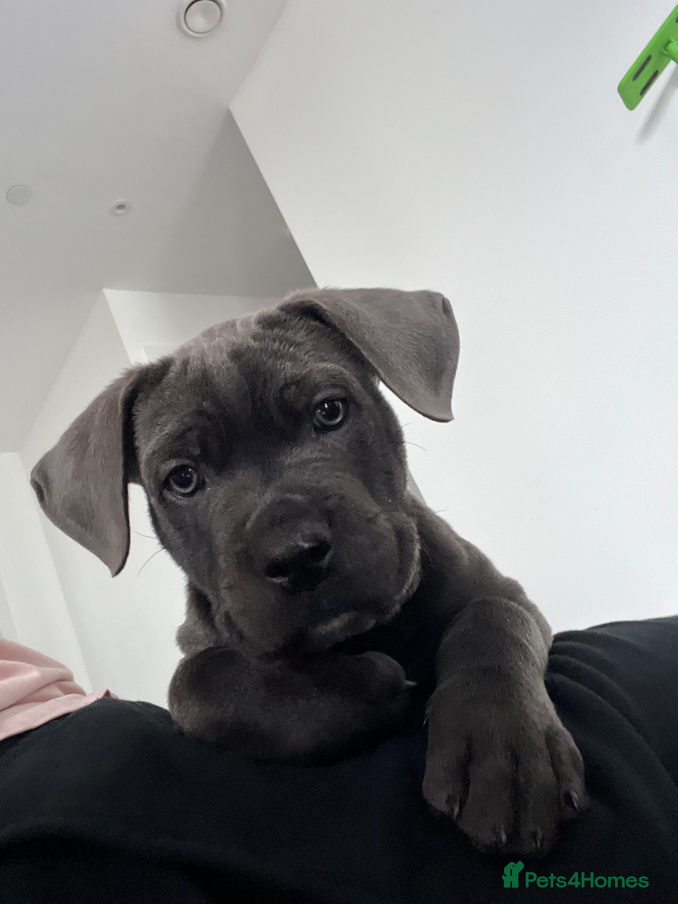 Mixed Breed dogs Re-home my Male Mixed cane corso puppy - Advert 1