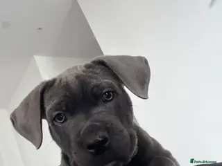 Mixed Breed dogs Re-home my Male Mixed cane corso puppy - Advert 3